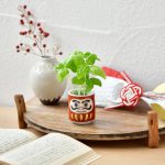 Lucky Mini Planter Kit - Daruma / Basil
