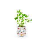 Lucky Mini Planter Kit - Cat / Clover